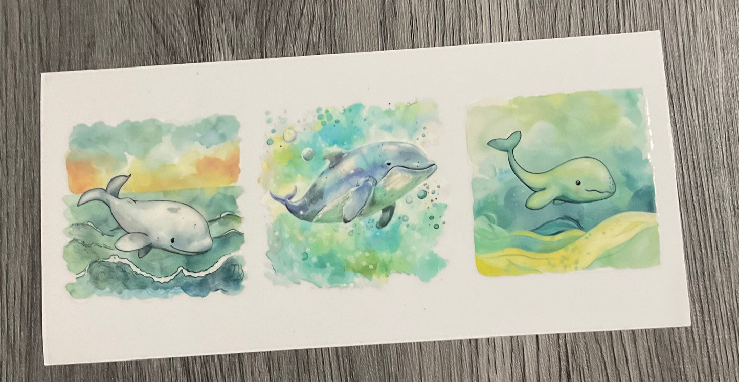 #419 Beluga Whales