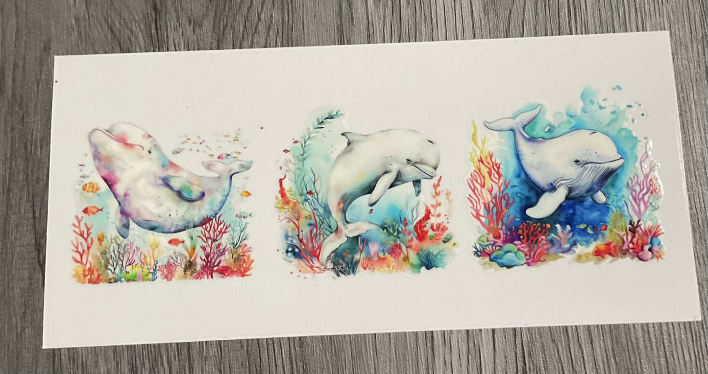 #404 Beluga whales