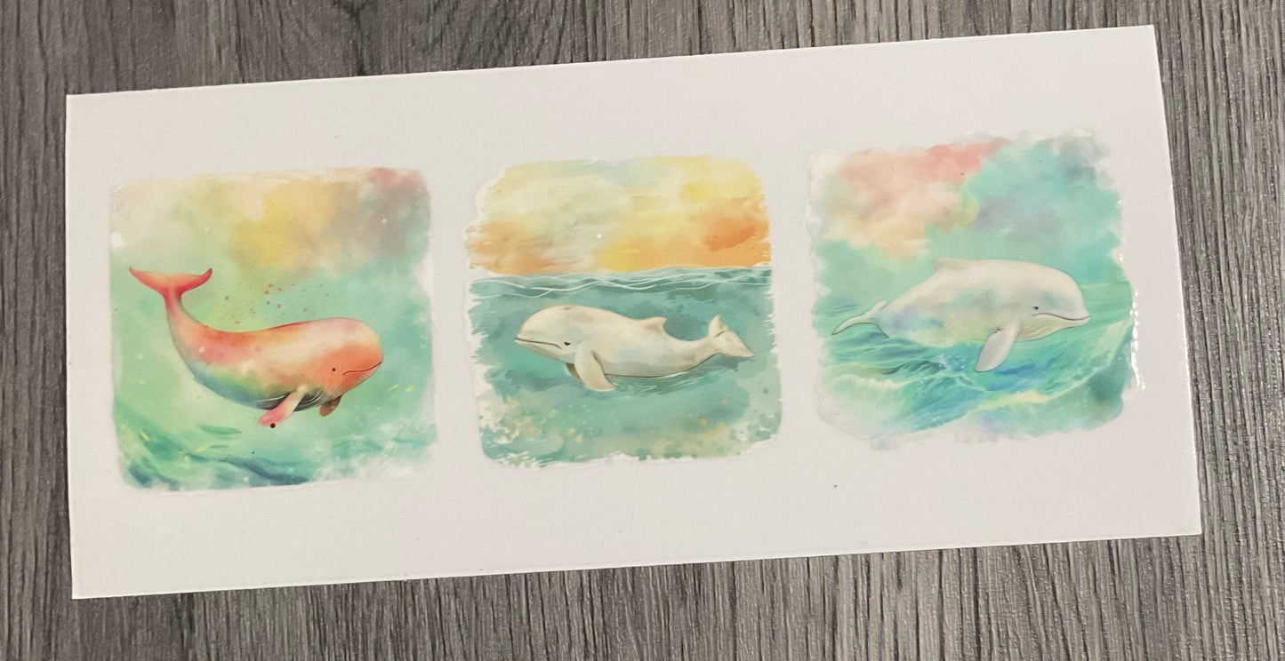 #409 Beluga Whales