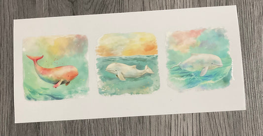 #409 Beluga Whales