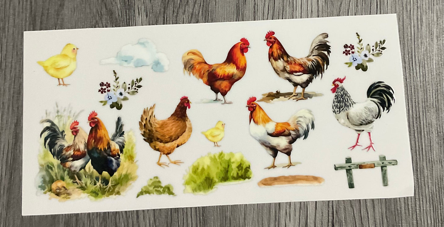 #428 Roosters and chickens